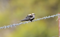Cheramoeca leucosterna