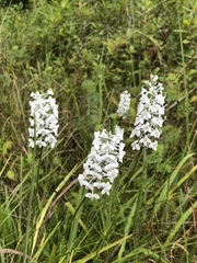 Platanthera nivea