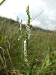 Spiranthes flexuosa