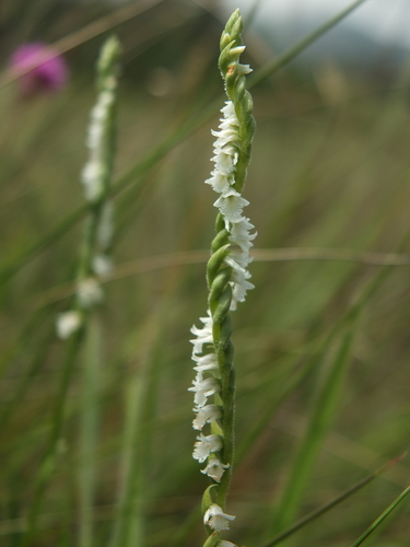 Image of Spiranthes flexuosa by (c) Siddarth Machado, some rights reserved (CC BY)