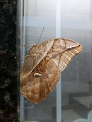 Eryphanis