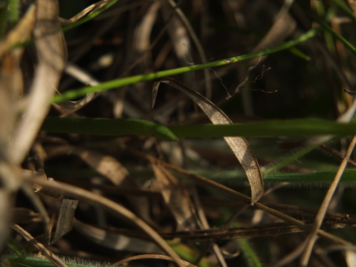 Image of Spiranthes flexuosa by (c) Siddarth Machado, some rights reserved (CC BY)