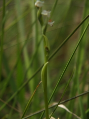 Spiranthes flexuosa