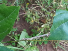 Spatalia argentifera