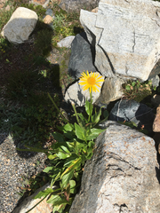 Doronicum clusii