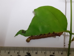 Spatalia argentifera