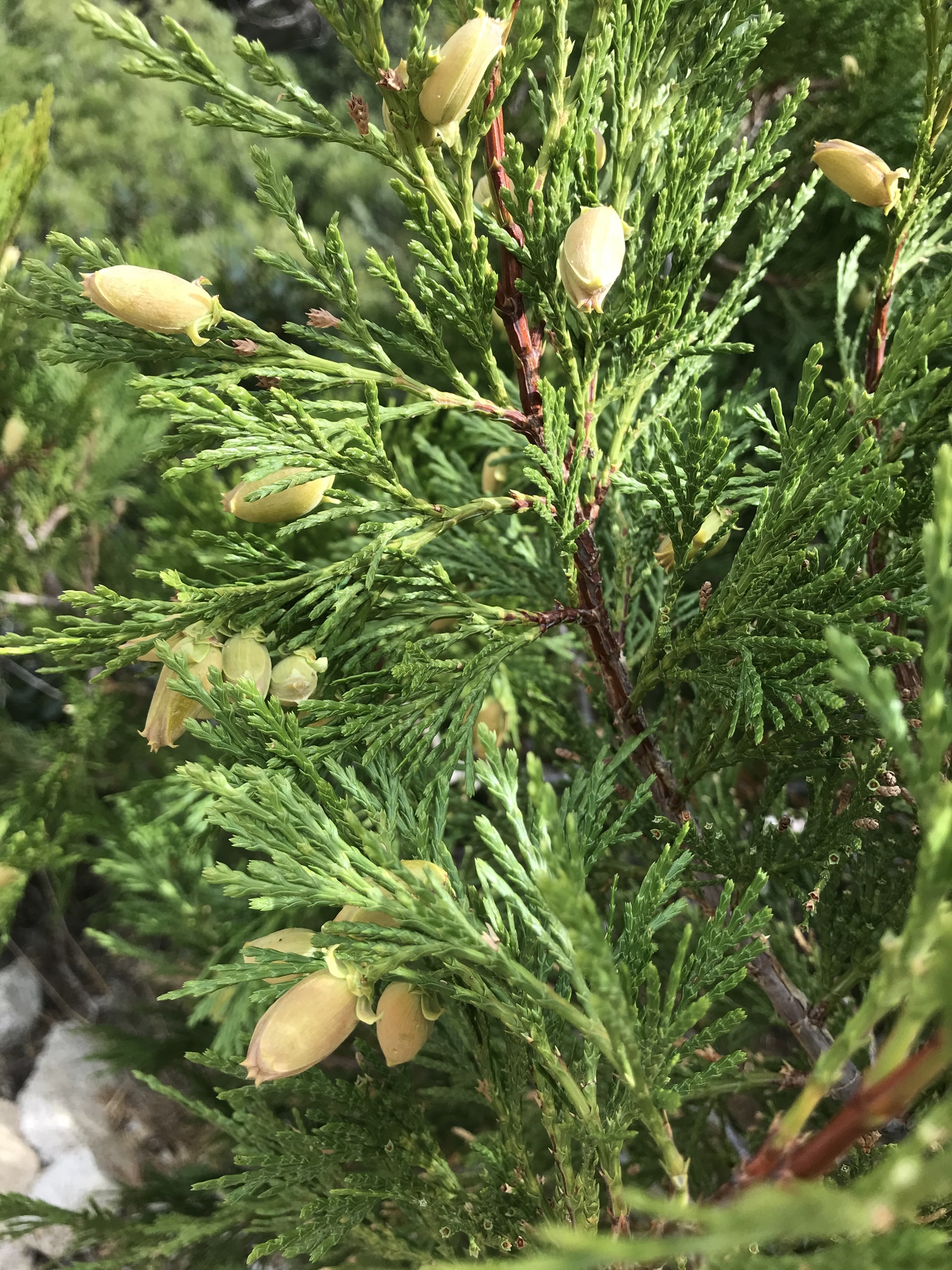 Calocedrus decurrens
