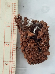 Spatalia argentifera