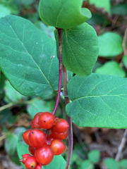 Lonicera hispidula