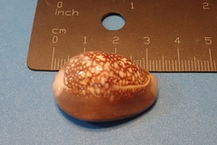 Monetaria caputophidii