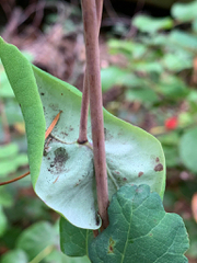 Lonicera hispidula