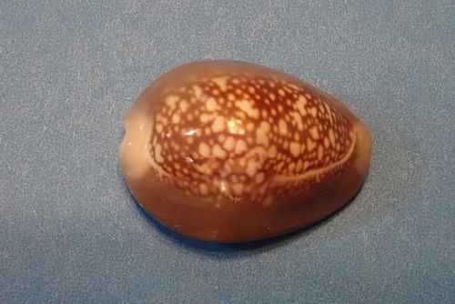 Hawaiian Snakehead Cowrie