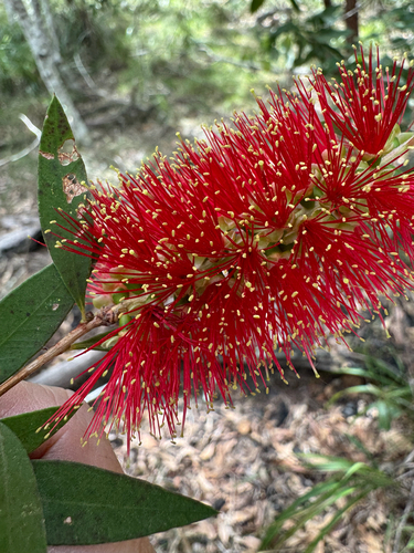 Callistemon hemistictus, 2025-06-16