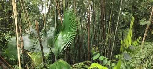 Himalayan fan palm (Livistona jenkinsiana)