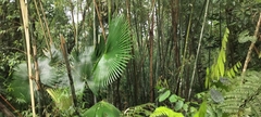 Livistona jenkinsiana, photograph (c) Jyotsna Nag, some rights reserved (CC BY)