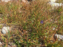 Phyteuma hemisphaericum