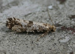 Morophaga choragella