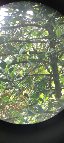Ramtamul (Horsfieldia kingii)