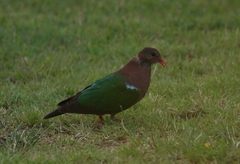 Chalcophaps longirostris