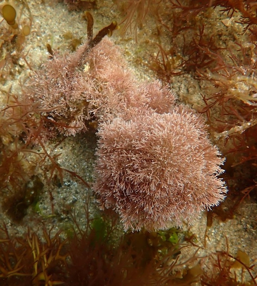 Photo of Red Jania (Jania rubens)