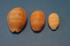 Lyncina schilderorum