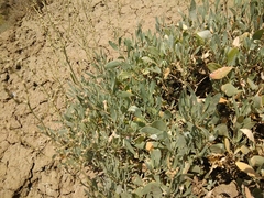 Atriplex verrucifera