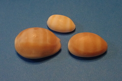 Lyncina schilderorum