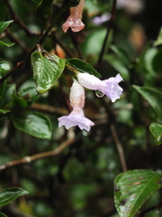 Strobilanthes foliosus