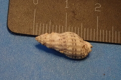 Maculotriton serriale