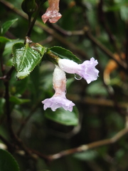 Strobilanthes foliosus