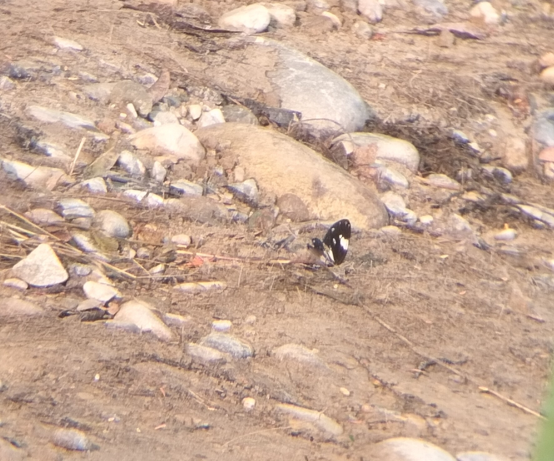 Magpie Crow