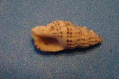 Maculotriton serriale