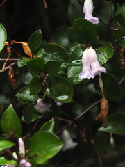 Strobilanthes foliosus