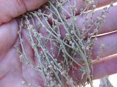 Atriplex verrucifera