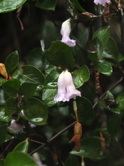 Strobilanthes foliosus