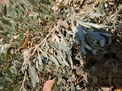 Atriplex verrucifera