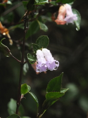 Strobilanthes foliosus