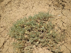 Atriplex verrucifera