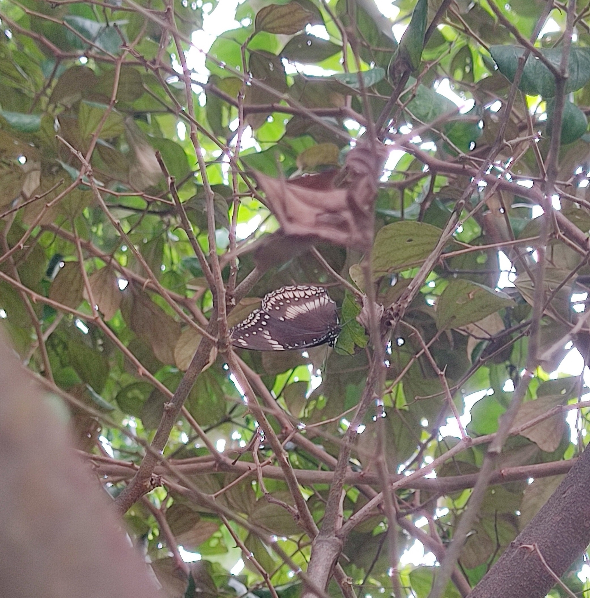 Great Eggfly