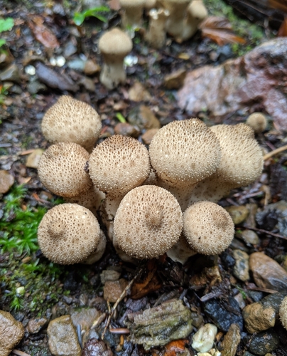 Lycoperdon perlatum — no rights reserved