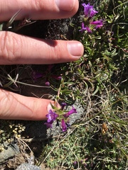 Penstemon heterodoxus heterodoxus