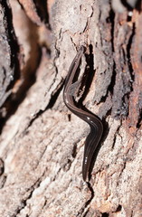 Platydemus victoriae