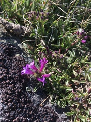 Penstemon heterodoxus heterodoxus