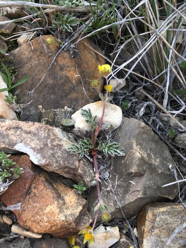 Image of White Mountains Cinquefoil (Potentilla morefieldii) by (c) Martin Purdy, some rights reserved (CC BY)
