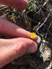 Potentilla morefieldii