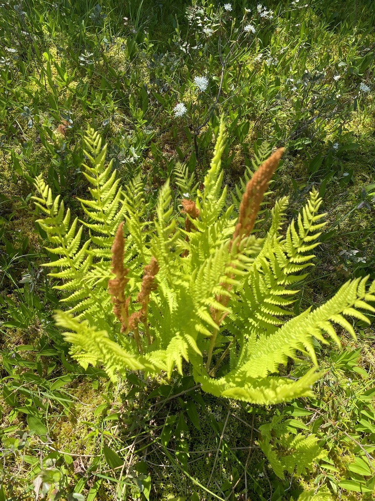 cinnamon fern in June 2025 by hollyyoung · iNaturalist
