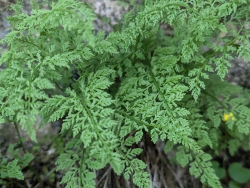 Cystopteris alpina (Cystopteris alpina)
