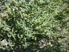 Salsola dendroides