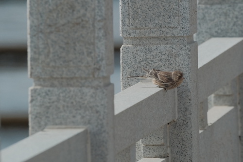 Twite