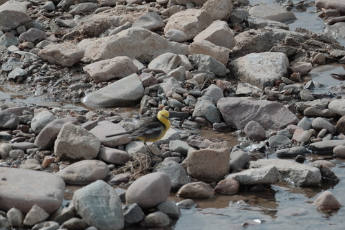 Citrine Wagtail